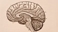 A drawing of a brain