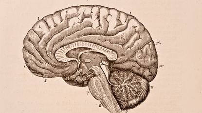 A drawing of a brain