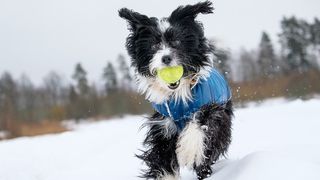 Dog wearing a coat in winter