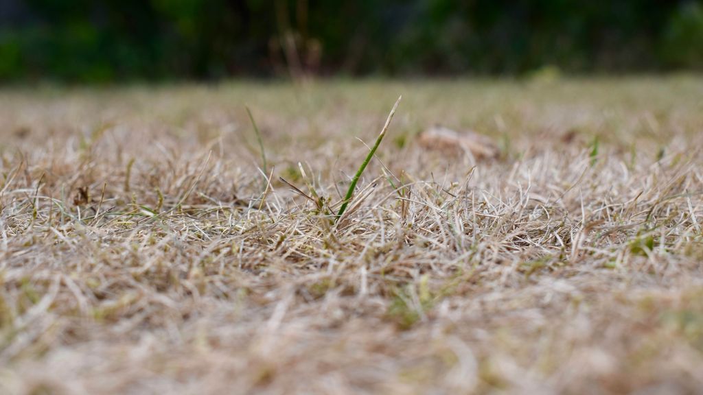 7 signs that you’re cutting your grass too short Tom's Guide