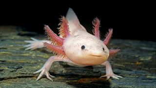 An axolotl