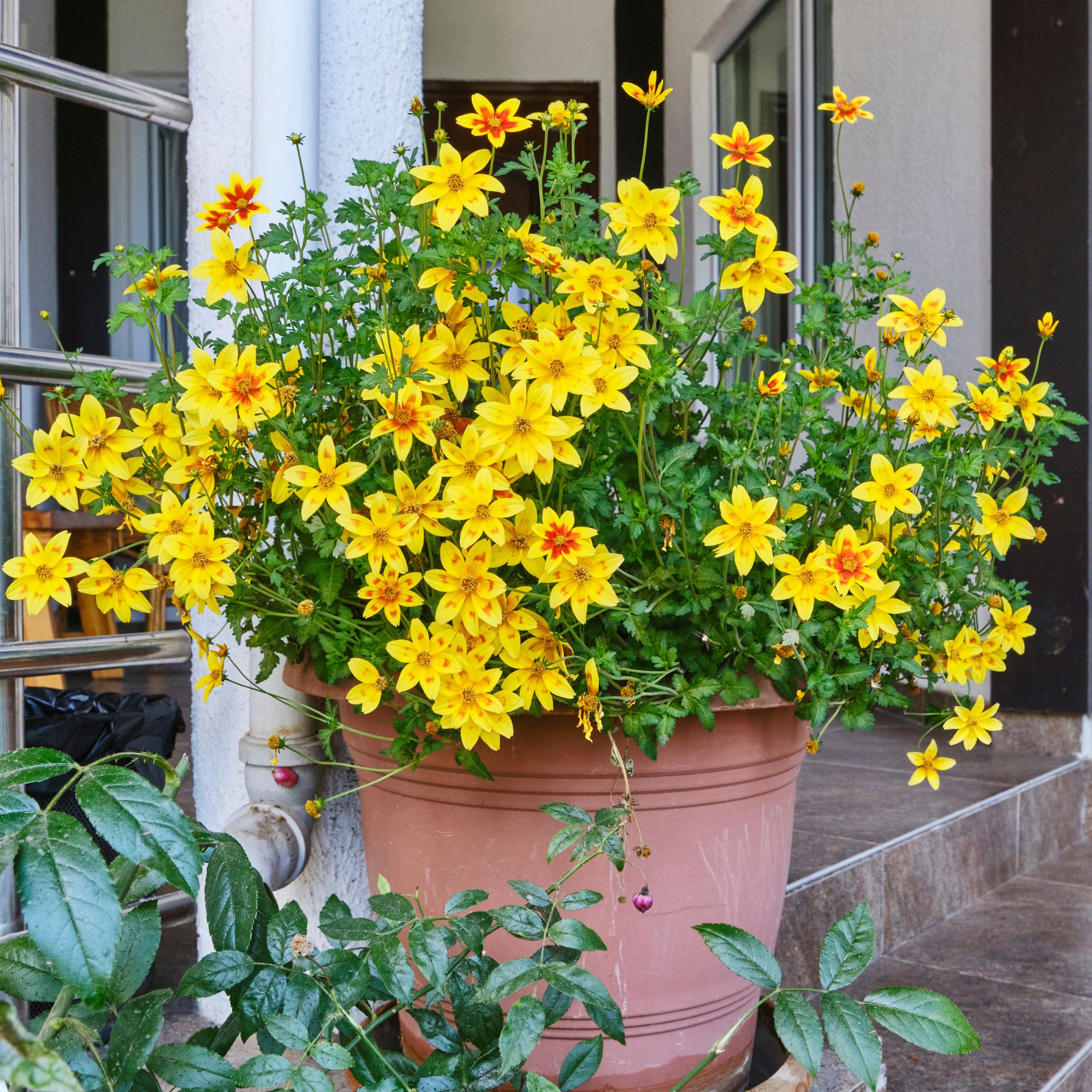 yellow bidens in container