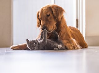 A cat playing with a golden retriever