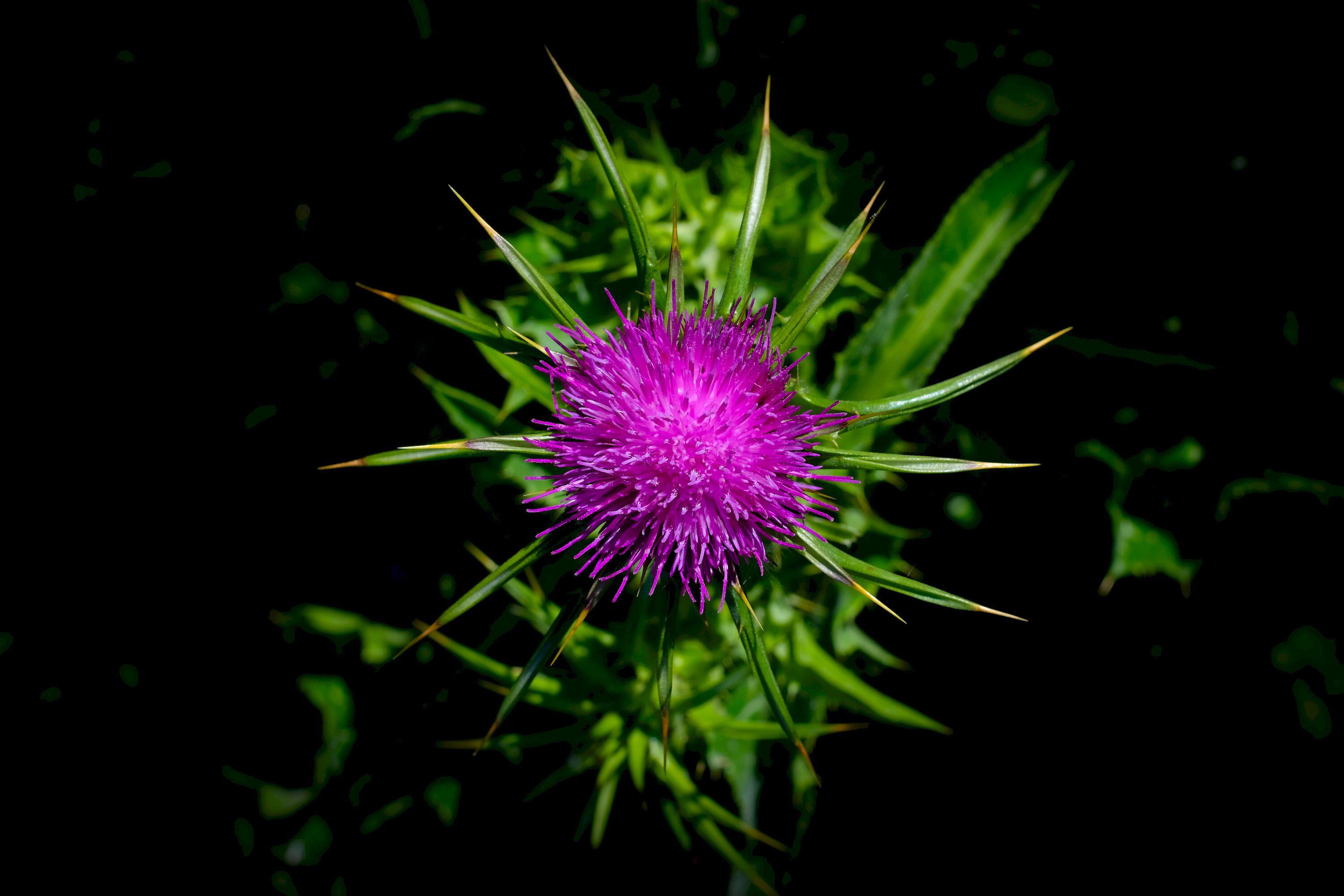 Thistle flower (Silybum marianum) plant.