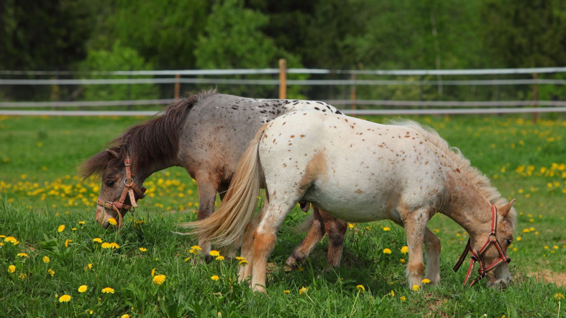 spotted falabella horses grazing