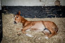 The new foal by Schiaparelli. Sarah Farnsworth/Country Life Picture Library