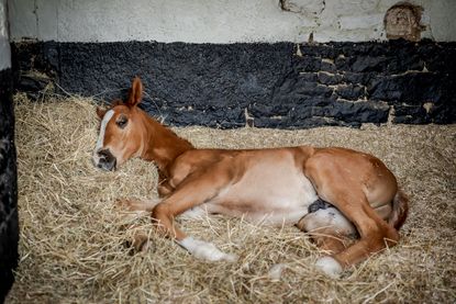 The new foal by Schiaparelli. Sarah Farnsworth/Country Life Picture Library