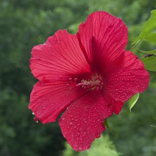 red hibiscus rosa sinensis