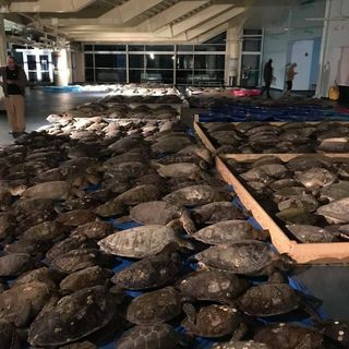 thousands of sea turtles are dry-docked as they recover from being cold stunned near South Padre, texas