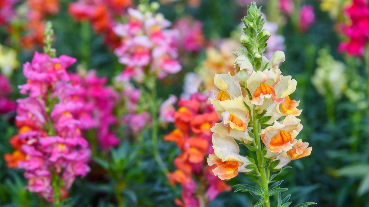 Snapdragon flowers