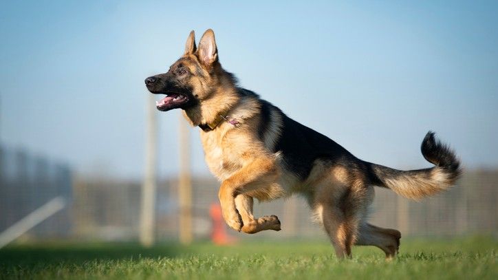 A lovely german shepherd playing a field