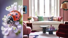 A lady bug on a flower next to a photo of a colorful living room