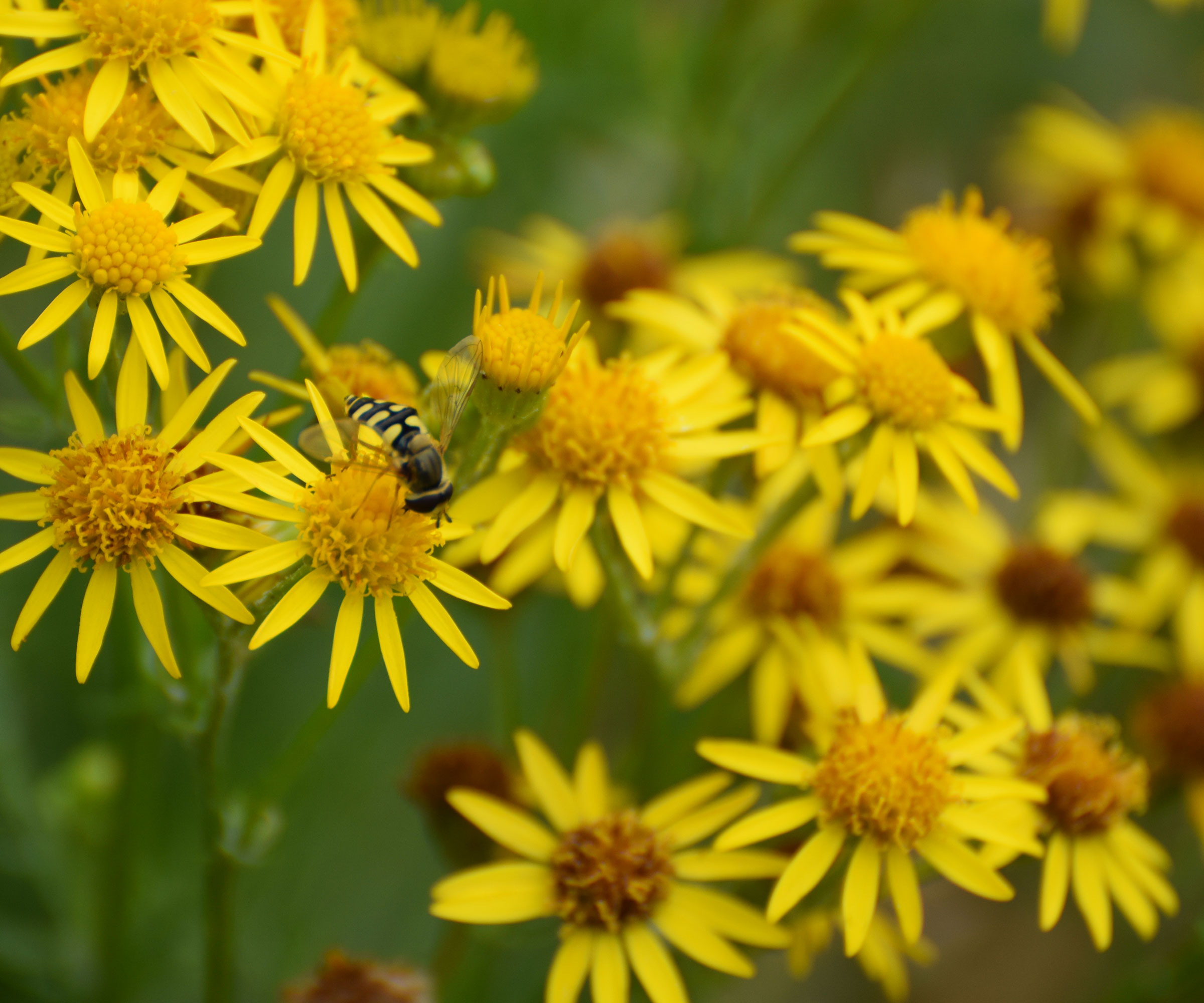 yellow groundsel flowers with bee
