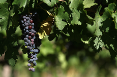 Argentine Malbec terroir, Wines of Argentina