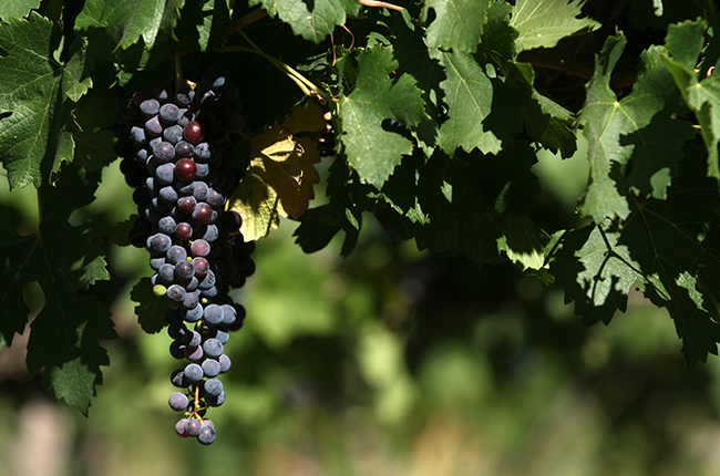 Argentine Malbec terroir, Wines of Argentina