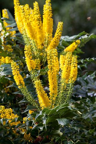 Mahonia with yellow flowers