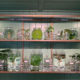 A selection of houseplants and water plants in glass jars positioned on a shelving unit inside a shed