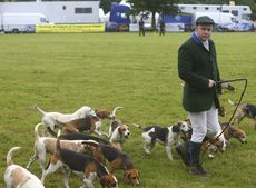 Wye-Beagles-1.jpg