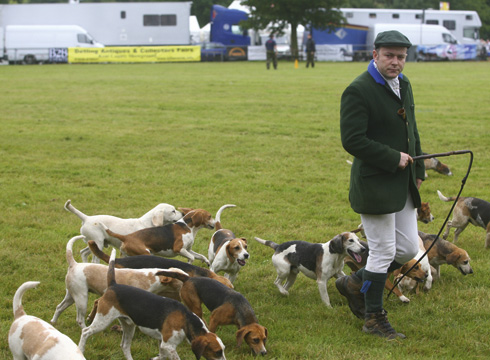 Wye-Beagles-1.jpg