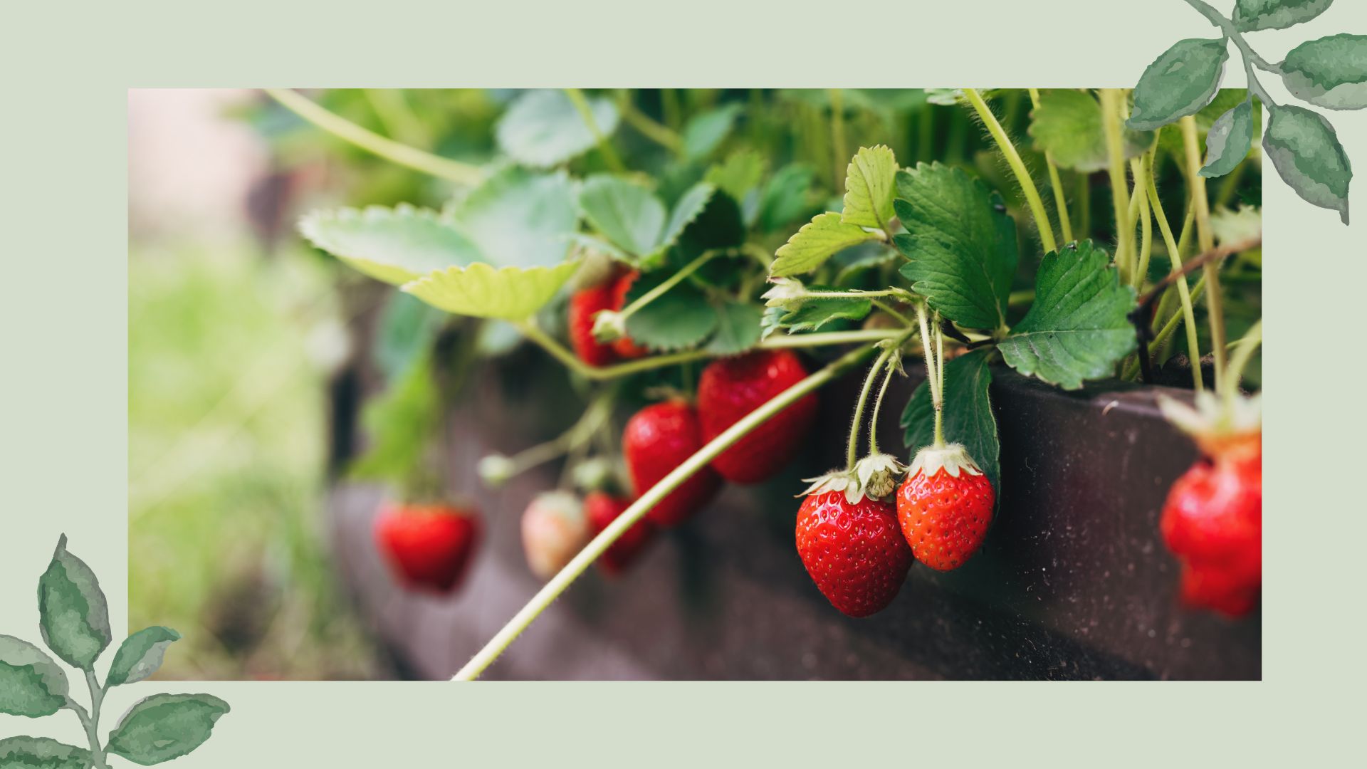 picture of strawberry plants growing in large raised bed