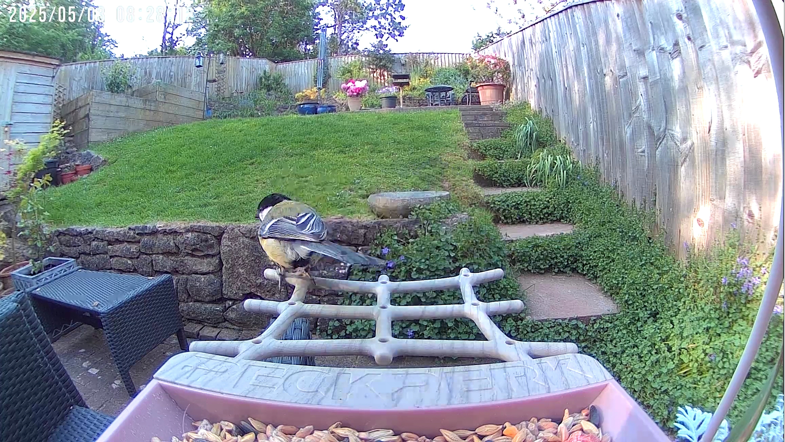 PeckPerk bird camera review