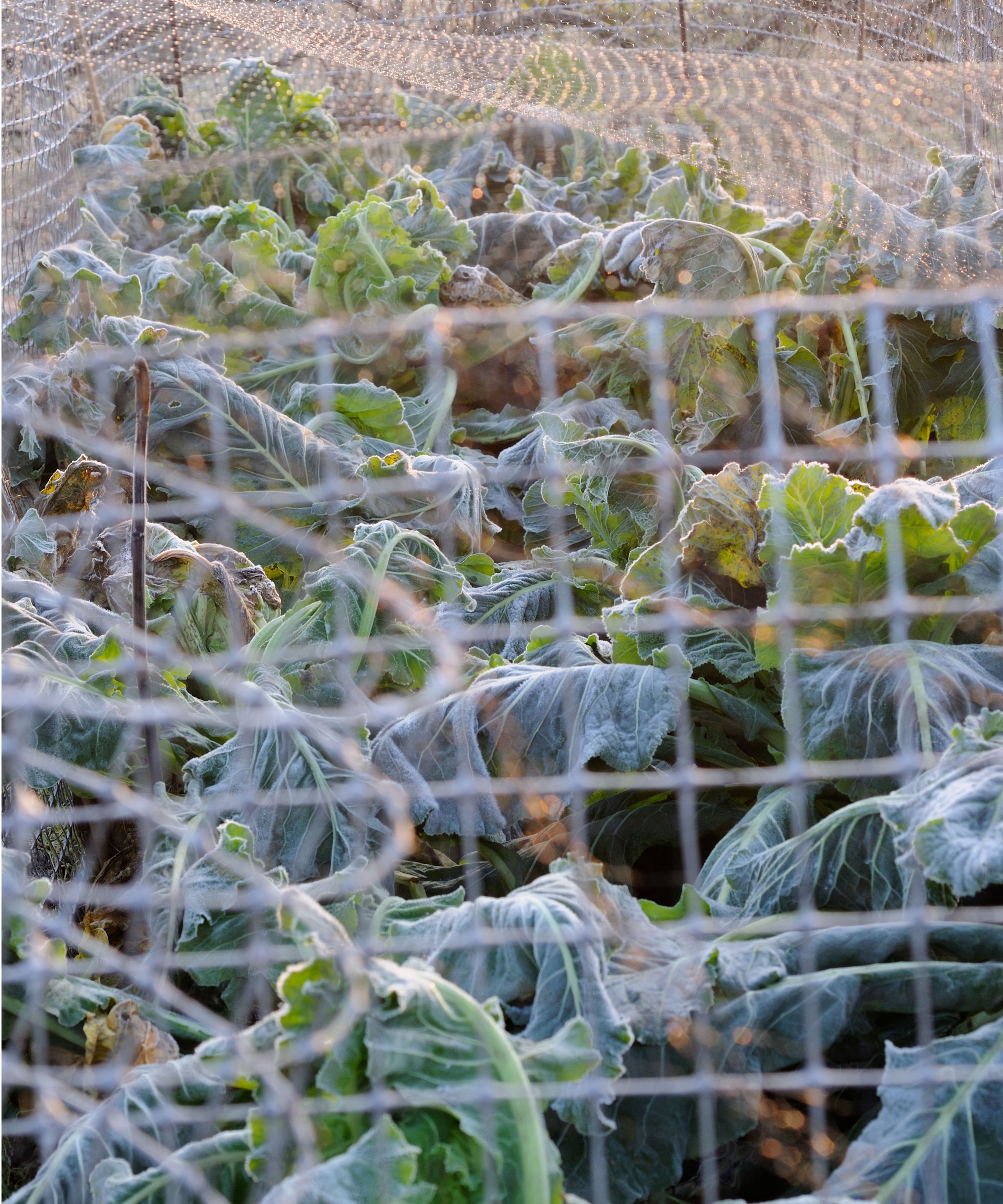 Kitchen garden in frost