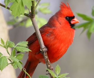 Red cardinal bird perched in tree