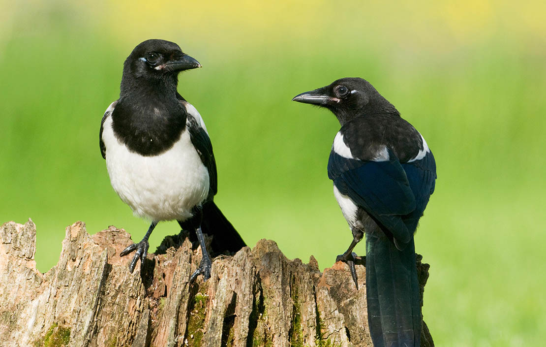 European Magpies (pica pica) perched on a rotten tree stump covered in moss