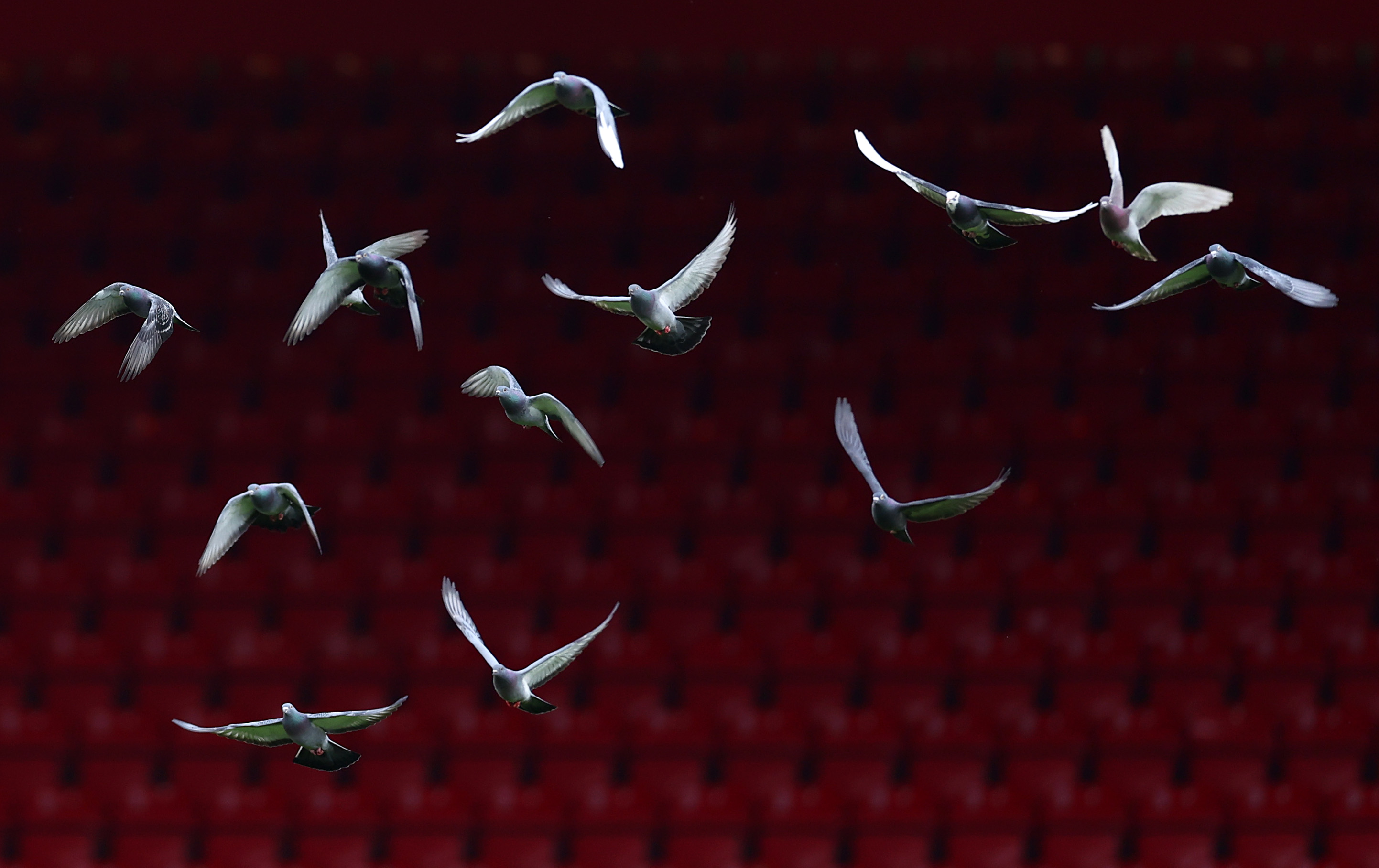 pigeon