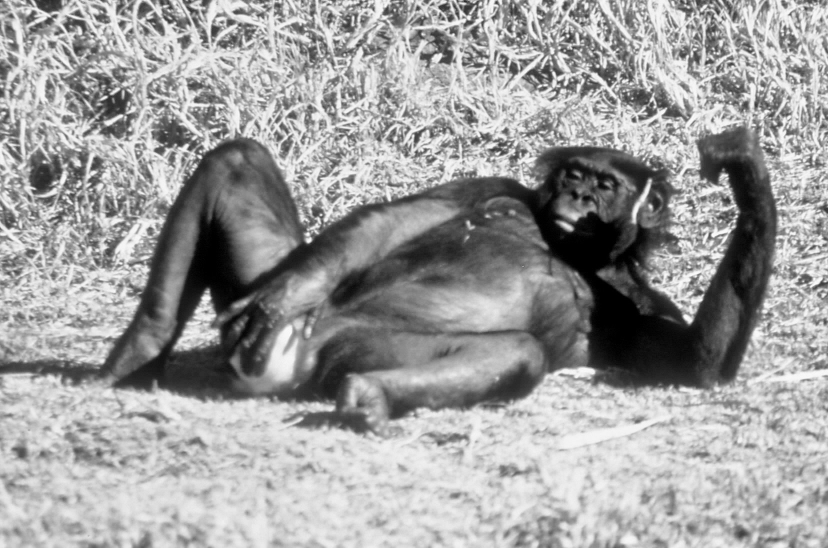 A black and white photo of a female bonobo masturbating