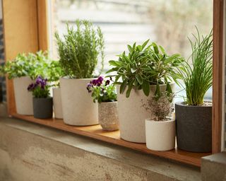 windowsill herb garden with different herbs in pots