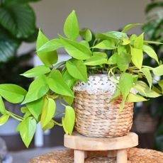 Bright green pothos in a basket