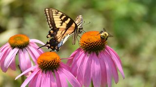 A butterfly and bee sitting on flowers