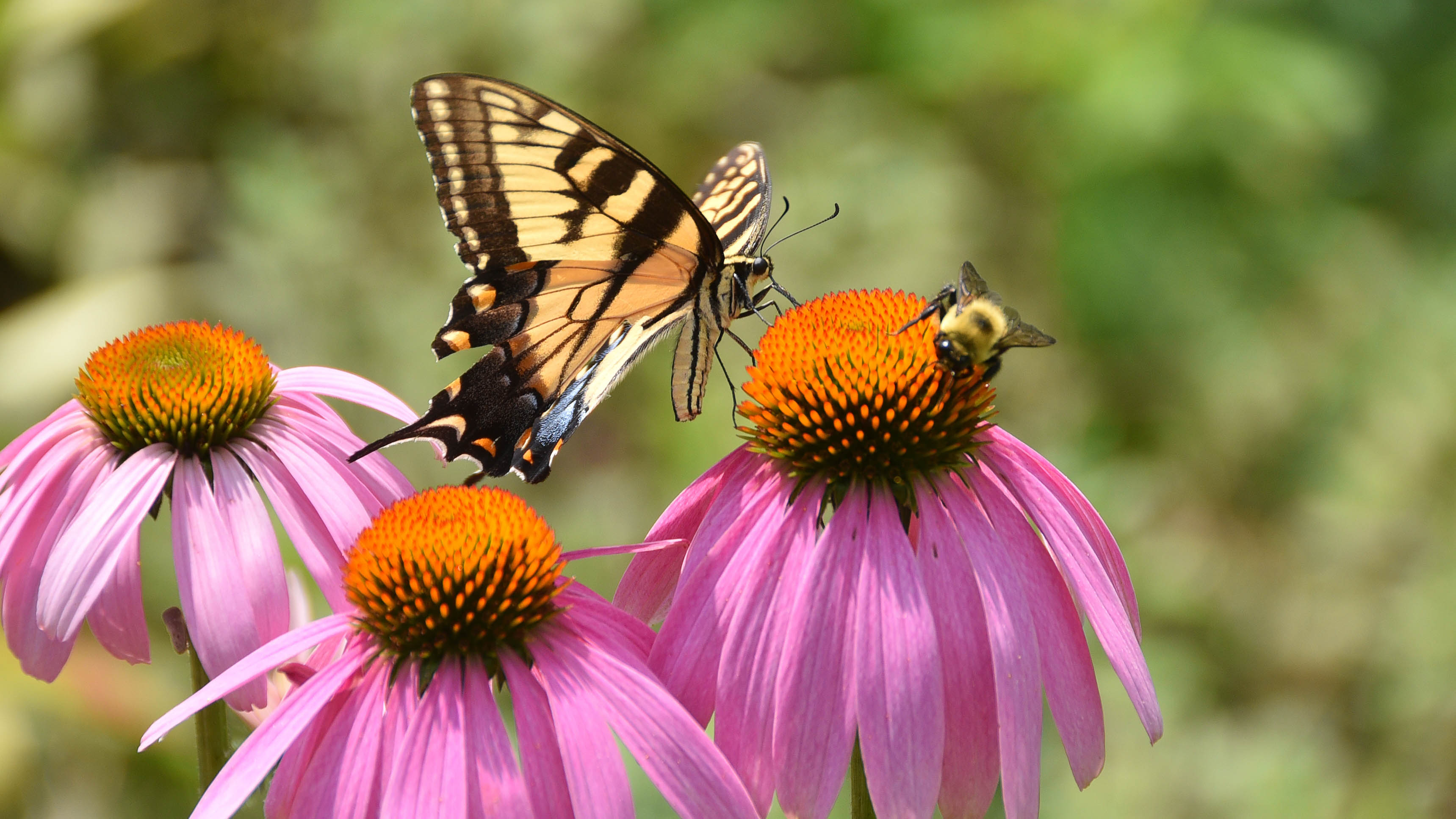 Ein Schmetterling und eine Biene sitzen auf Blumen