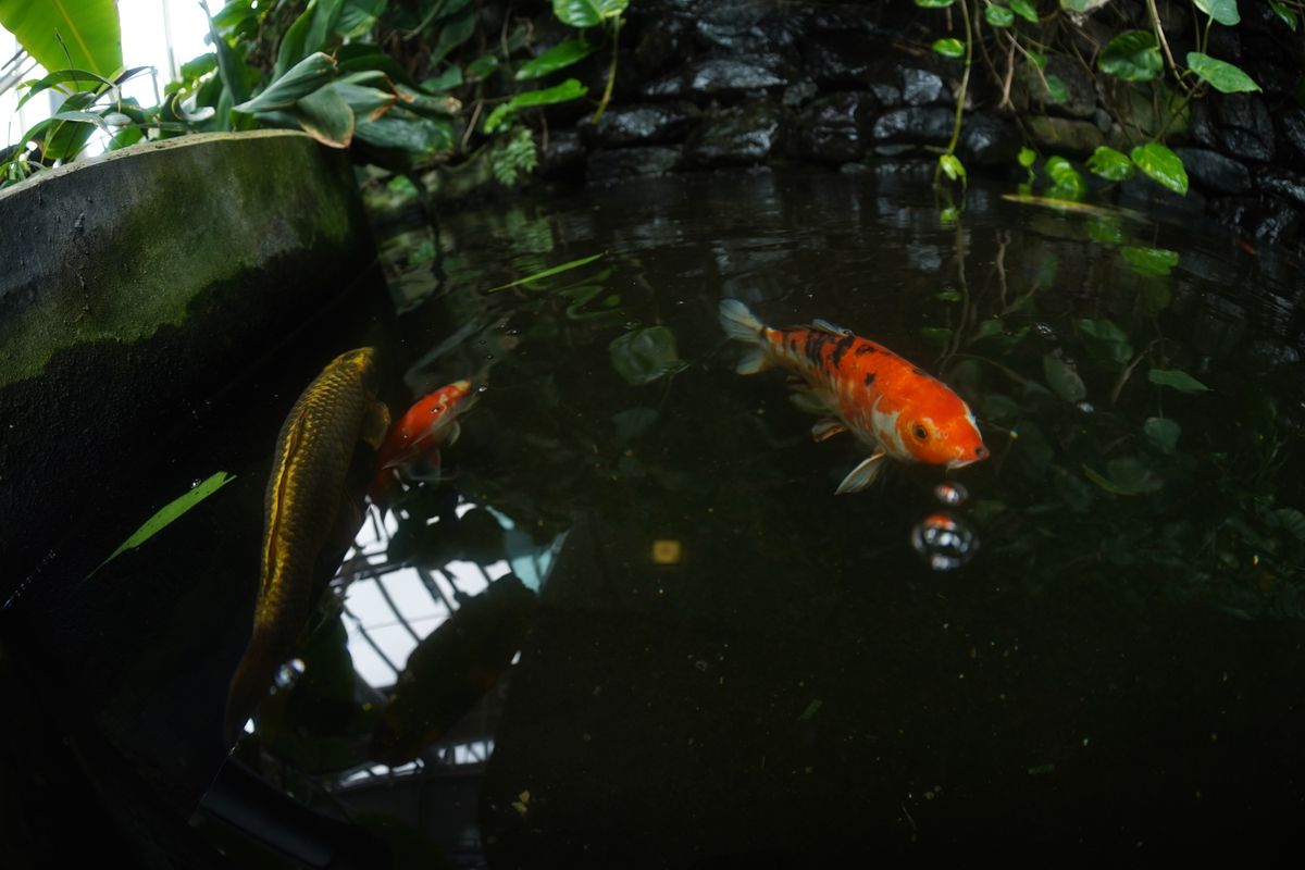 AstrHori 12mm f/2.8 Fisheye lens review