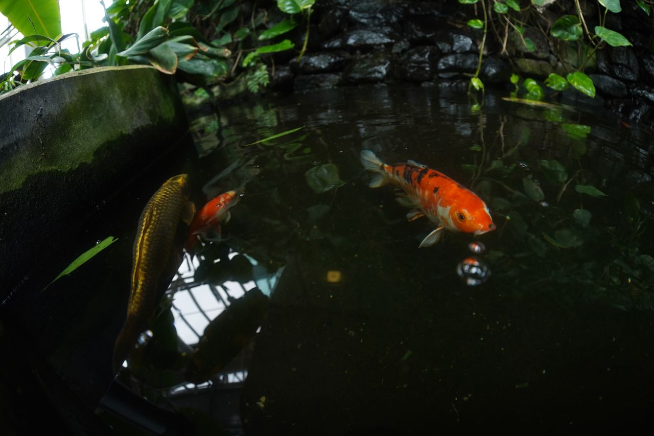 AstrHori 12mm f/2.8 Fisheye lens review