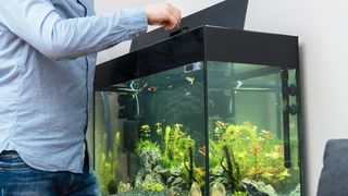 Owner putting some of the best fish food in fish tank
