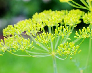close up of dill flower