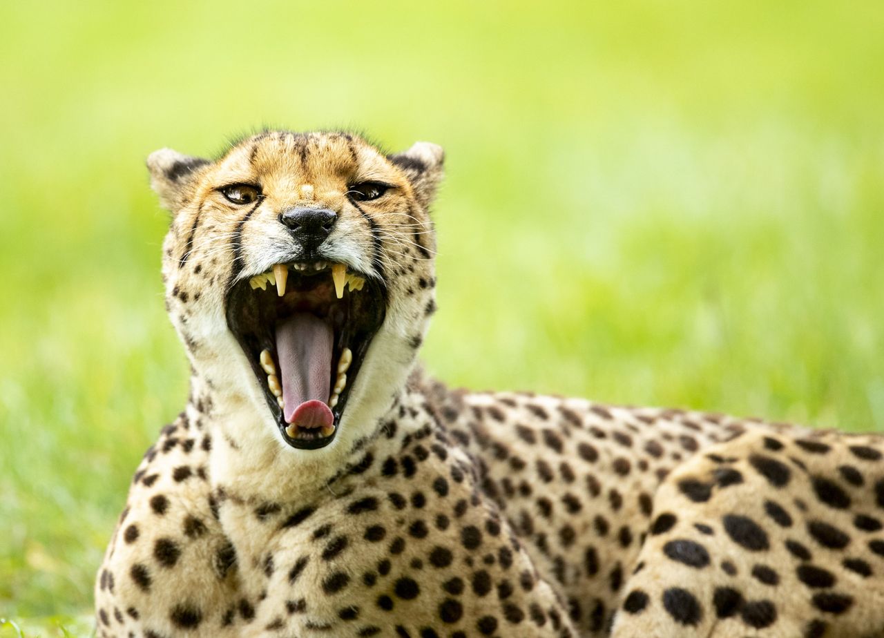 Wildlife