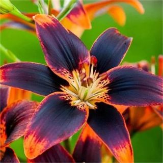 Asiatic Lily Flower in black and orange