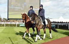 AP-Dressage-2-13-11-15.jpg
