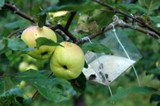 Pest Trap on Apple Tree