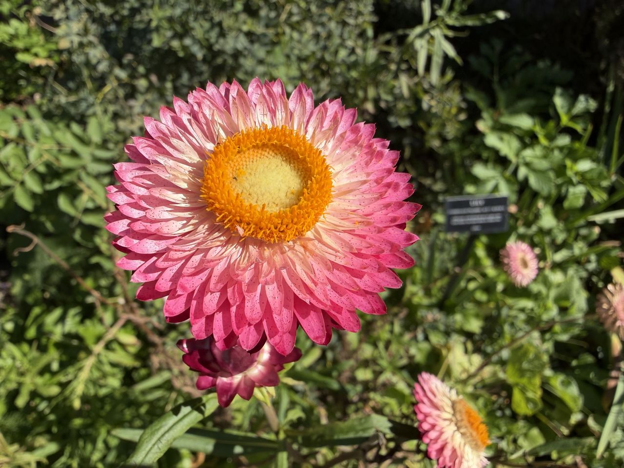 Apple iPhone 17 Pro Max macro sample.