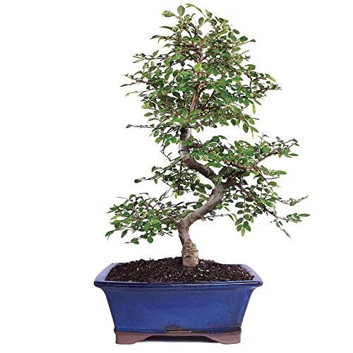Brussel's Bonsai Live Chinese Elm Bonsai Tree, Outdoor - Medium, 7 Years Old, 8 to 10 Inches Tall - Includes Decorative Ceramic Bonsai Pot