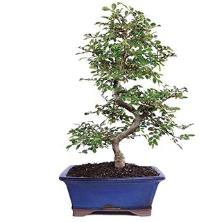 Brussel's Bonsai Live Chinese Elm Bonsai Tree, Outdoor - Medium, 7 Years Old, 8 to 10 Inches Tall - Includes Decorative Ceramic Bonsai Pot