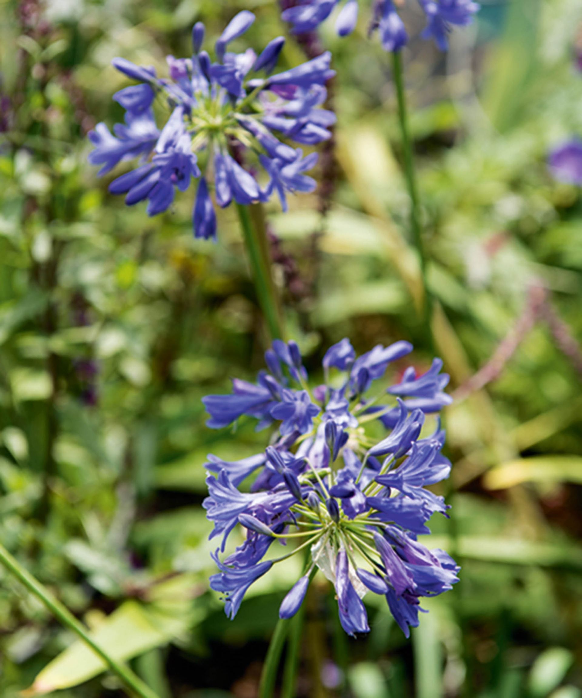 Best patio plants 21 picks for yearround color and style Gardeningetc