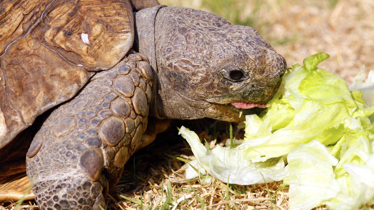32 foods pet turtles should not eat | PetsRadar