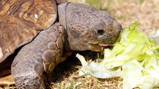 Tortoise eating lettuce