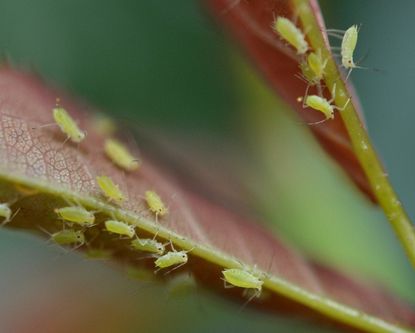 Leaf Curl Plum Aphid on Plant
