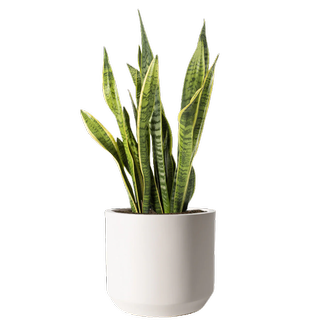 a snake plant stock photo in a white rounded pot